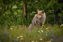 044 Yellowstone NP, coyote